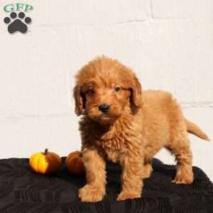 Virgil, Mini Goldendoodle Puppy